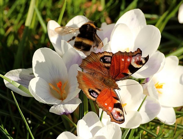 Фото на рабочий стол бабочки