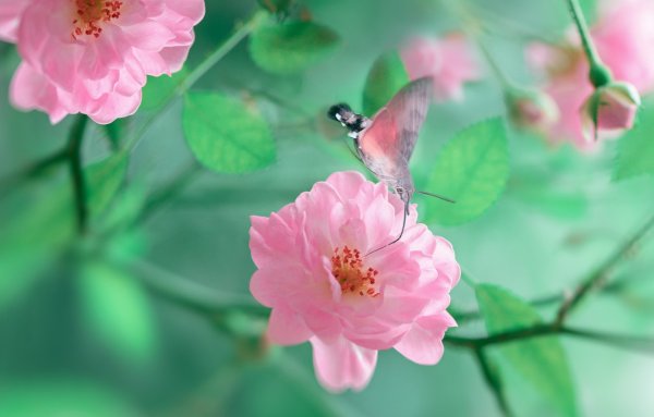 Цветок. Нежность