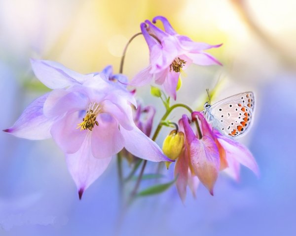 Открытка цветок и бабочка