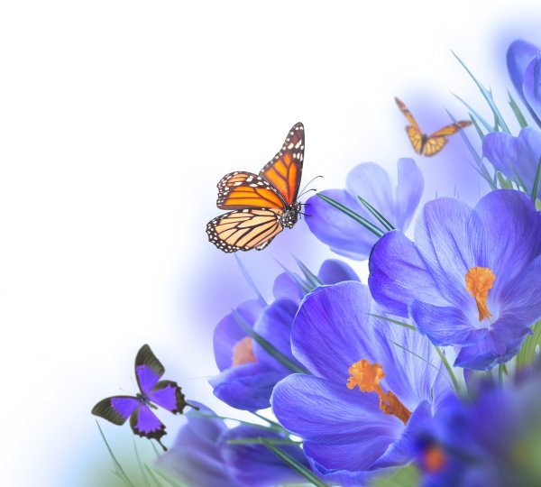 Бабочка на ландышах