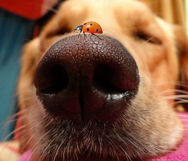 Собачий носик