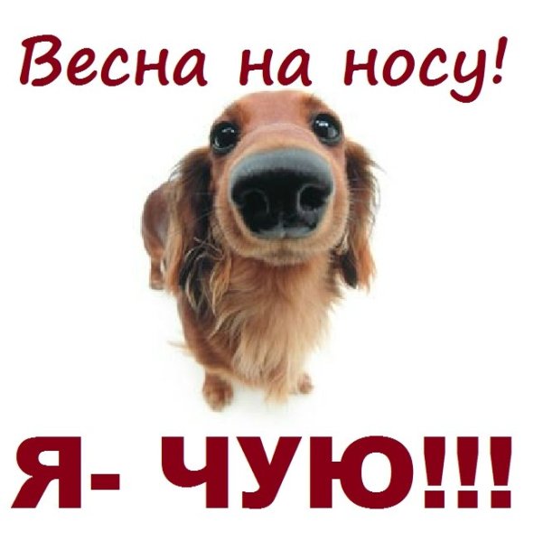 Весна на носу прикольные
