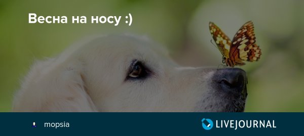 Чумачечая Весна прикол