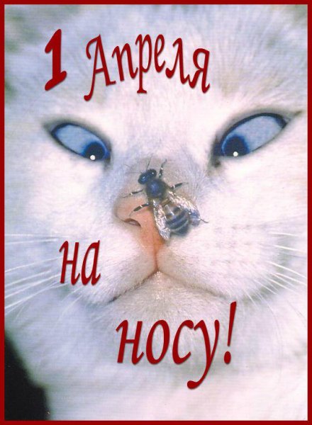 Кошка с бабочками