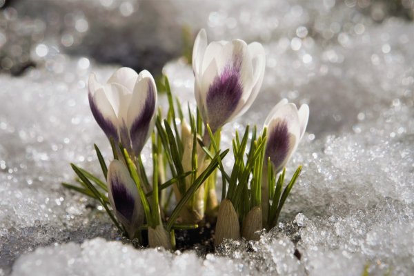 Первоцветы в снегу