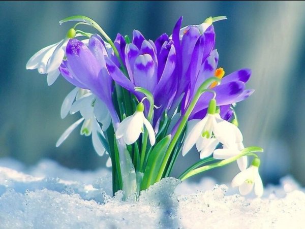 Скоро Весна