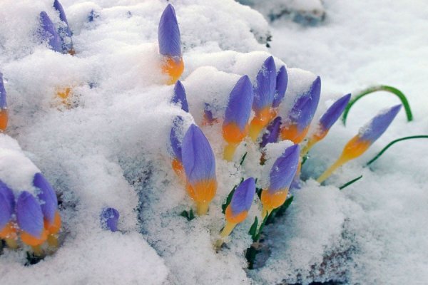 Желтые цветы в снегу