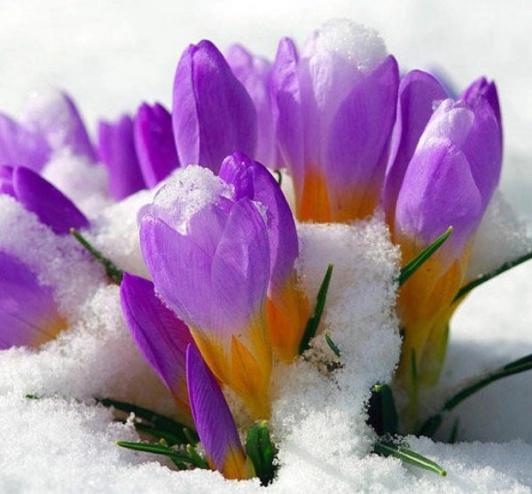 Мартовская кошка