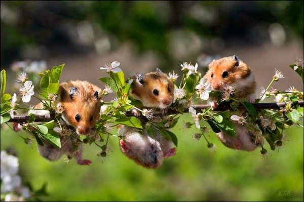 Хомяк на ветке