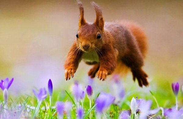 Звери весной