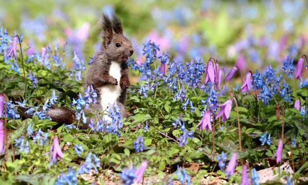 Белка с цветами