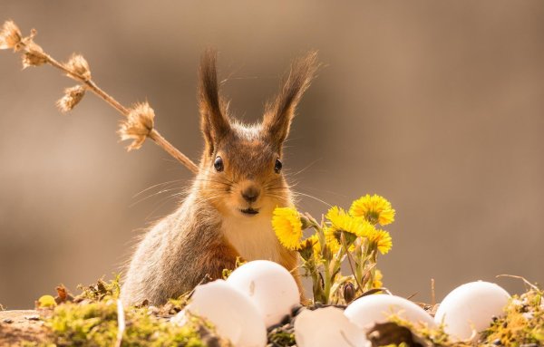 Ранняя Весна животные