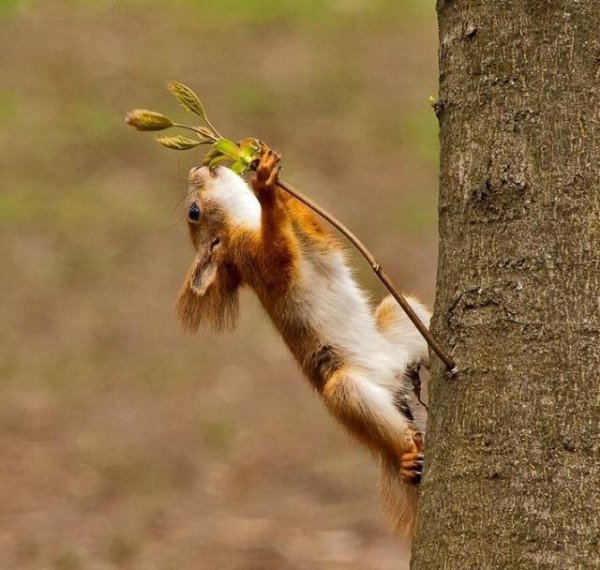 Зайчик весной