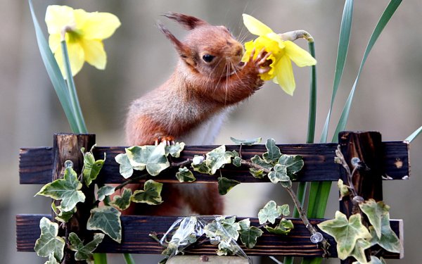 Животные весной