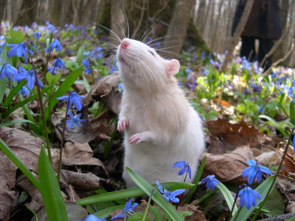 Весна животные