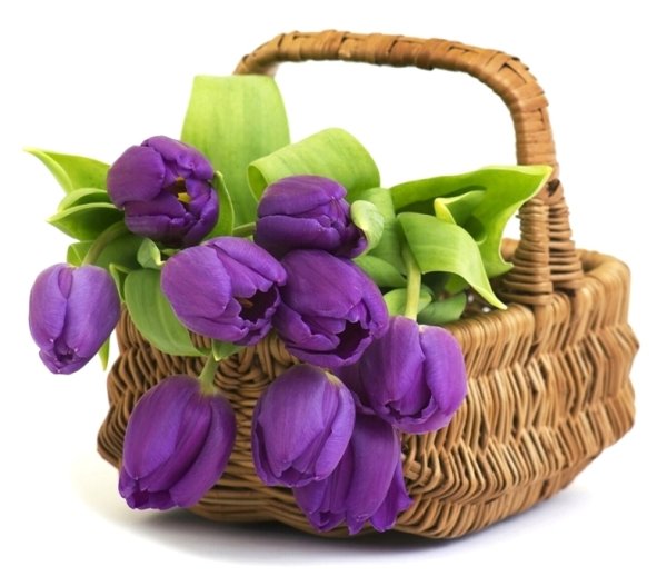 Корзинка с сиреневыми тюльпанами