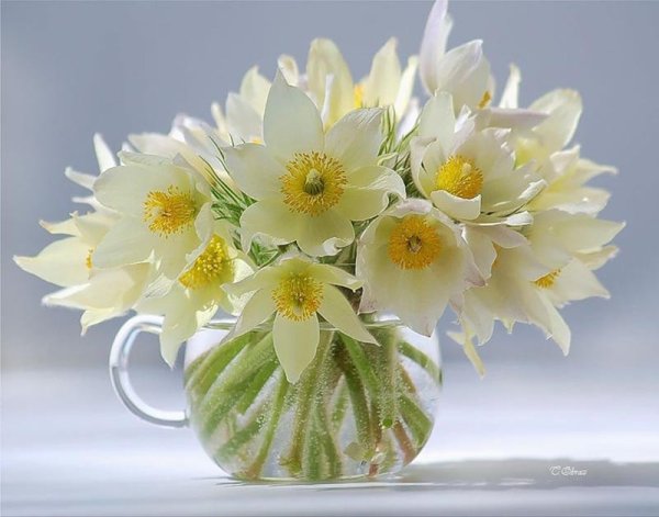 Весеннее настроение цветы