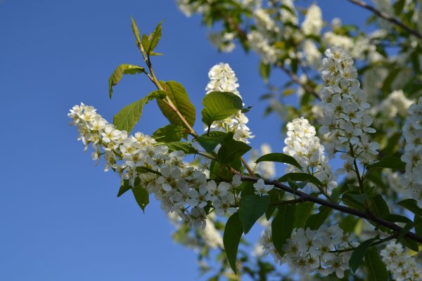 Черемуха высокого разрешения