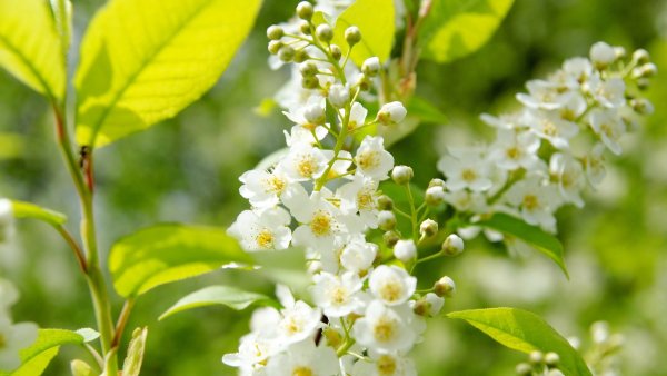 Черемуха Максимовича дерево