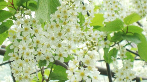 Цветение черёмухи