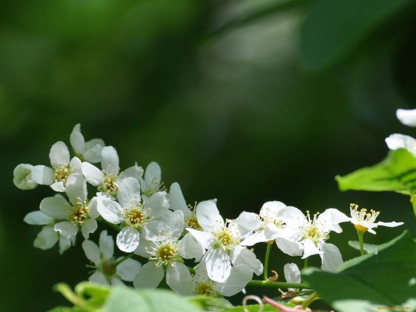 Майская черемуха