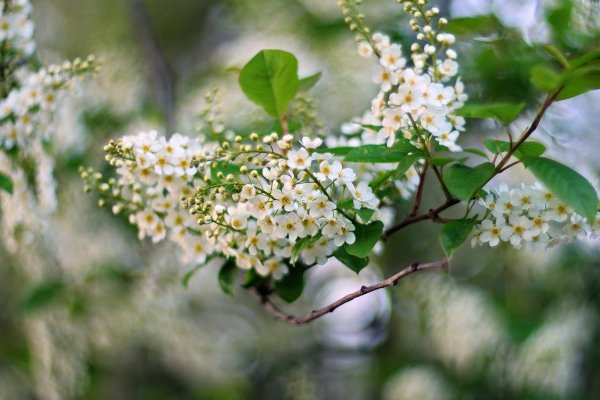 Черёмуха Маака