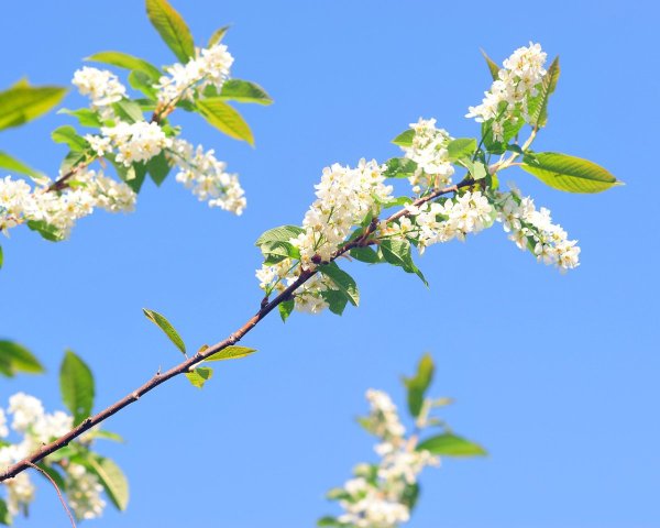 Природа Цветущая Цветущая черемуха