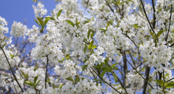 Prunus Padus цветет