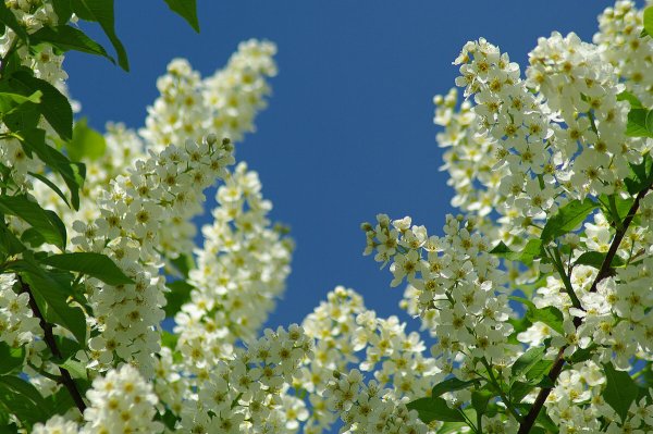 Цветы черемухи