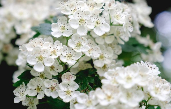 Черёмуха душистая