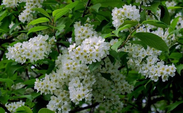 Черемуха Маака цветение