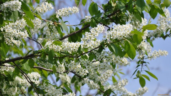 Черемуха весной