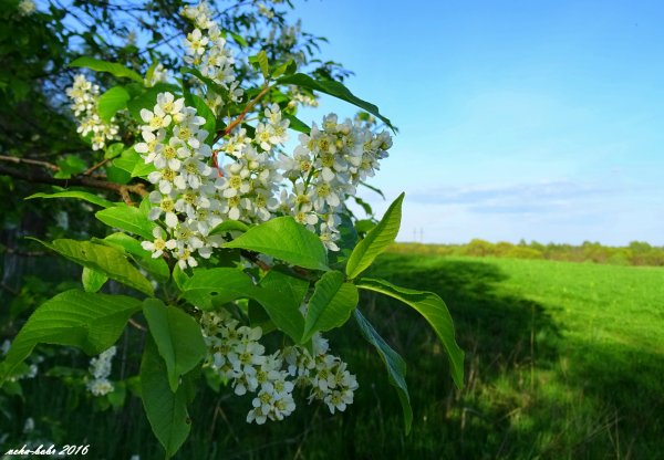 Цветет яблоня и черемуха