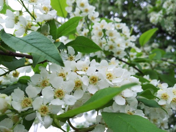 Цветущая черемуха