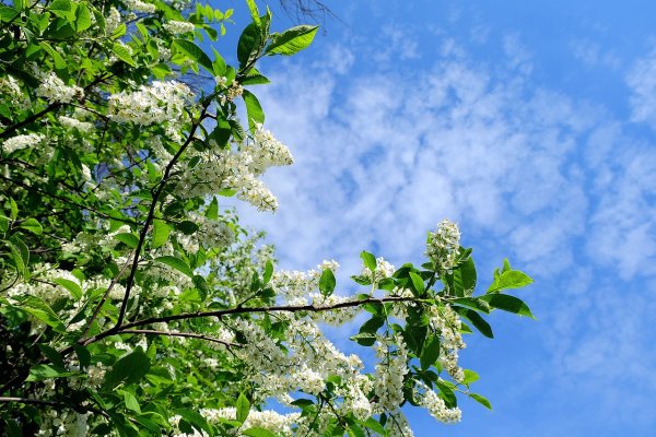 Черемуха азиатская