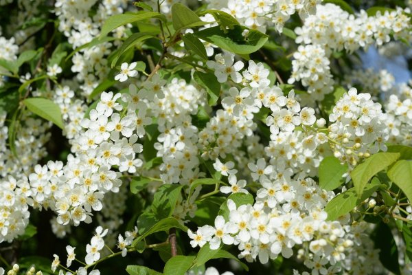 Цветет черемуха сирень