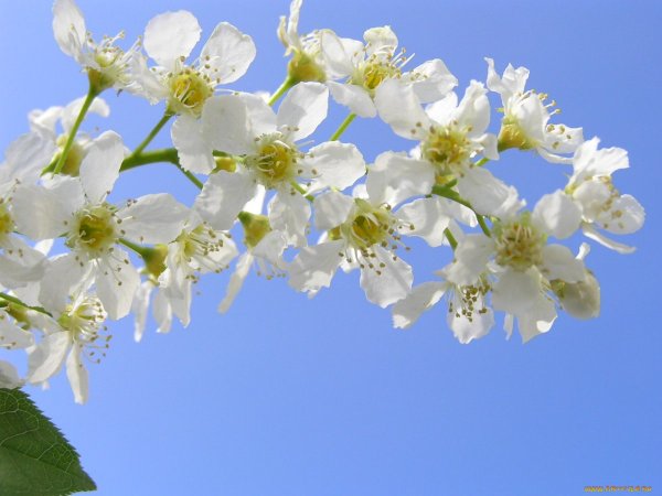 Черемуха фон