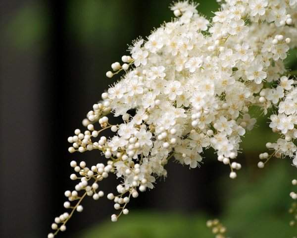 Черемуха фон