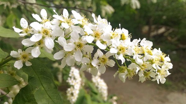 Сирень и черемуха