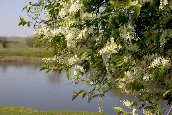 Ветка черемухи в мае