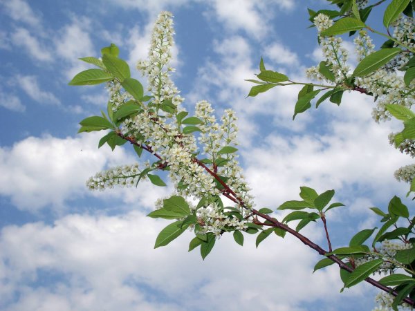 Цветет черемуха цветет душистая