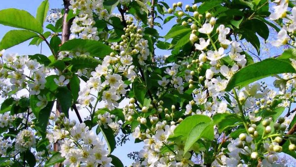 Черемуха дерево