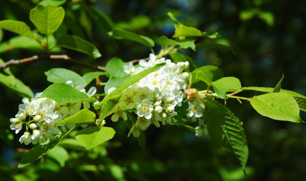 Черемуха Коми нецветущая