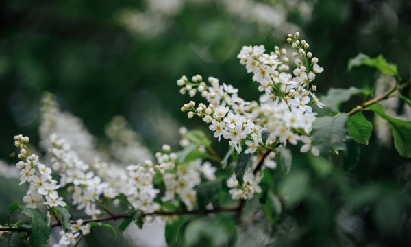 Цветущая черемуха