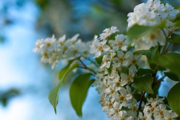 Яблони в цвету