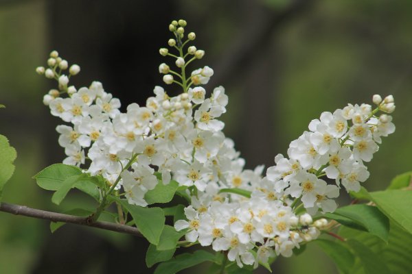 Черемуха обыкновенная Родина