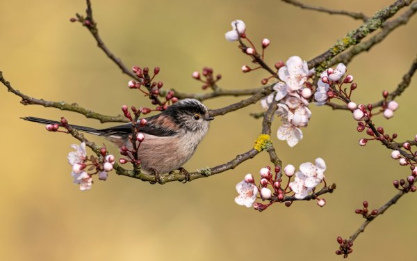 Птица на цветущей ветке