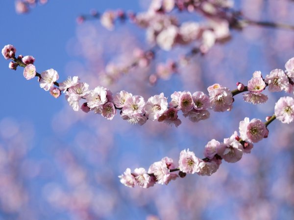 Весна ветки