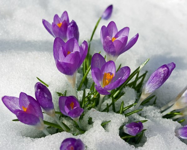 Зарянка цветок