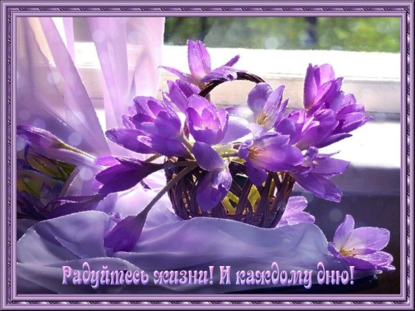 Доброго дня сиреневые цветы